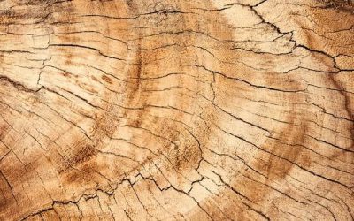 De boomstamtafel steeds populairder