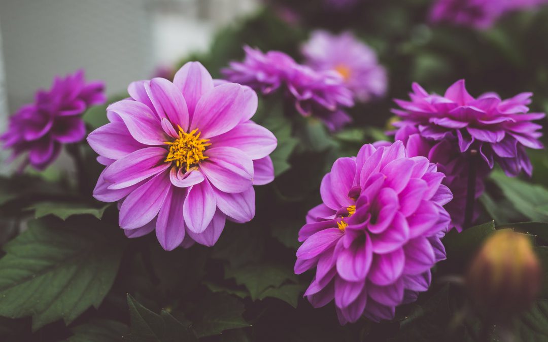 Zomerse planten voor in de tuin