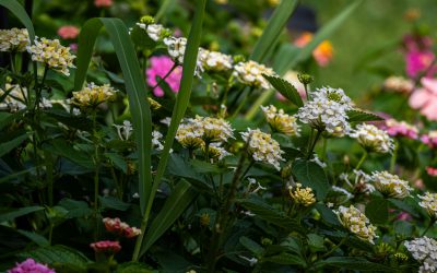 Praktische tips voor tuinplanning en inrichting in stadsomgevingen